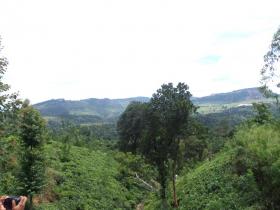 12 acres de beau terrain de thé à vendre au Sri Lanka Central