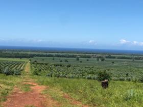 Terrain plat à vendre à côté de Vipingo Ridge