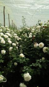 Roseraie de quatre unités de production de roses avec boutique