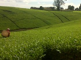 Grande ferme de thé à Kericho