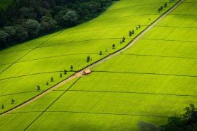 Grande ferme de thé à Kericho