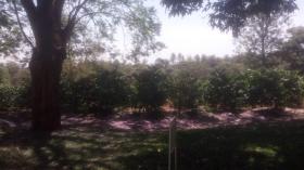 Grande ferme de café à vendre près de la ville de Kiambu