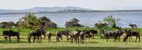 68 ha de propriété au bord du lac Naivasha