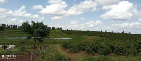Ferme de café de 475 acres à vendre à Thika, comté de Muranga