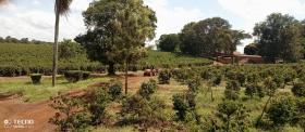 Ferme de café de 475 acres à vendre à Thika, comté de Muranga