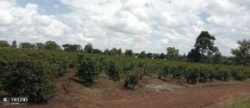 Ferme de café de 475 acres à vendre à Thika, comté de Muranga