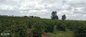 Ferme de café de 475 acres à vendre à Thika, comté de Muranga