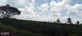 Ferme de café de 475 acres à vendre à Thika, comté de Muranga