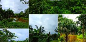 Complexe foncier 70 ha dans la jungle du Pérou proche de l'Amazonie à vendre en urgence