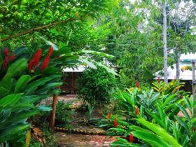 Complexe foncier 70 ha dans la jungle du Pérou proche de l'Amazonie à vendre en urgence
