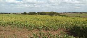 Ferme à vendre avec bovins de 2000 bovins