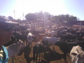 Ferme à vendre avec bovins de 2000 bovins