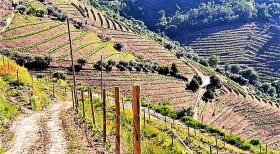 Ferme unique à vendre à Alto Douro Vinhateiro, Parada do Bispo