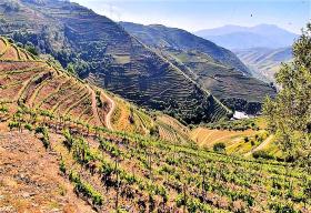 Ferme unique à vendre à Alto Douro Vinhateiro, Parada do Bispo