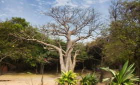 Petit hôtel à vendre ou à louer au Sénégal Plage