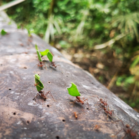 Terrain exquis à vendre dans la forêt d'Iquitos près de l'aéroport