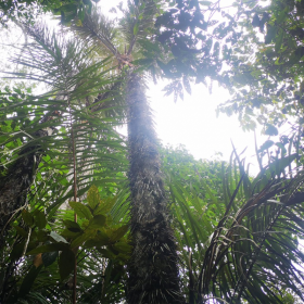 Terrain exquis à vendre dans la forêt d'Iquitos près de l'aéroport