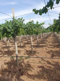 Je cherche à vendre exploitation agricole 30 ha ou partenaire économique