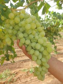 Je cherche à vendre exploitation agricole 30 ha ou partenaire économique