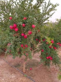 Je cherche à vendre exploitation agricole 30 ha ou partenaire économique