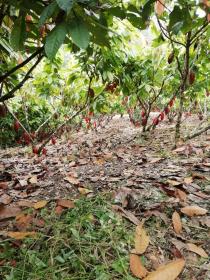 La ferme de 71 ha avec cascades qui naissent dans les montagnes