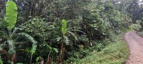 Belle finca idéale pour construire une maison unifamiliale ou bifamiliale