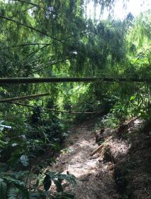 Terrain dans la région de café pour un projet touristique