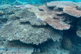 Près de 4 hectares de front de mer sur une île tropicale de premier ordre