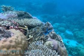 Opportunité de développement multi-îles emblématique pour les marques mondiales