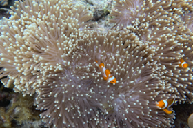 Opportunité de développement multi-îles emblématique pour les marques mondiales