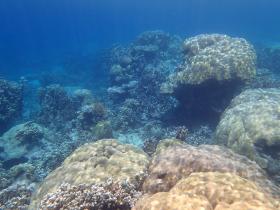 Front de mer privé bordé de palmiers, développement zoné - vues élevées et coraux supérieurs