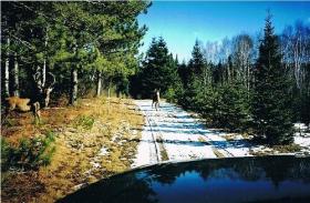 Domaine de 5 lots boisés au Québec aménagés pour l’élevage et la chasse au chevreuil