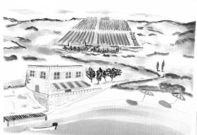 Grand terrain à vendre sur sur l'île de Vis