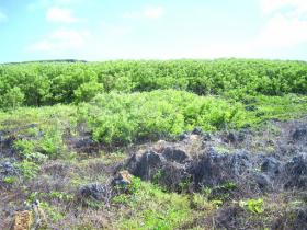 Propriété au bord de l'océan, Tinian, CNMI