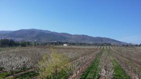 Plantation de 25 hectares de terrain avec vergers - une entreprise en exploitation