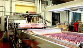 A vendre usine de production de baies, fruits et légumes congelés